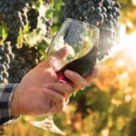 Organic Wine Brands
