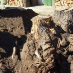 tree stump removal