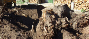 tree stump removal