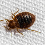 Bed Bugs Removal in Jacksonville FL