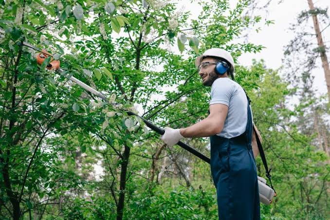 Tree Maintenance
