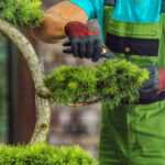 Tree Pruning Services