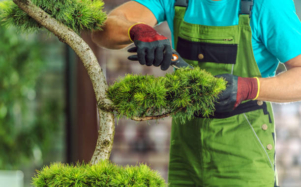 Tree Pruning Services