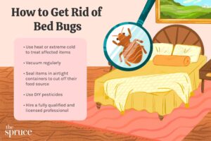 Bed-bug-control-tips-and-tricks-2656377-e580f433c55a4a98826e429753062084-300x200.jpg
