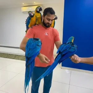 Macaw parrot for sale