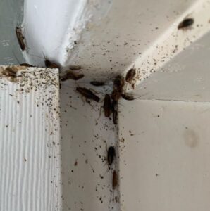 Cockroach Control Services
