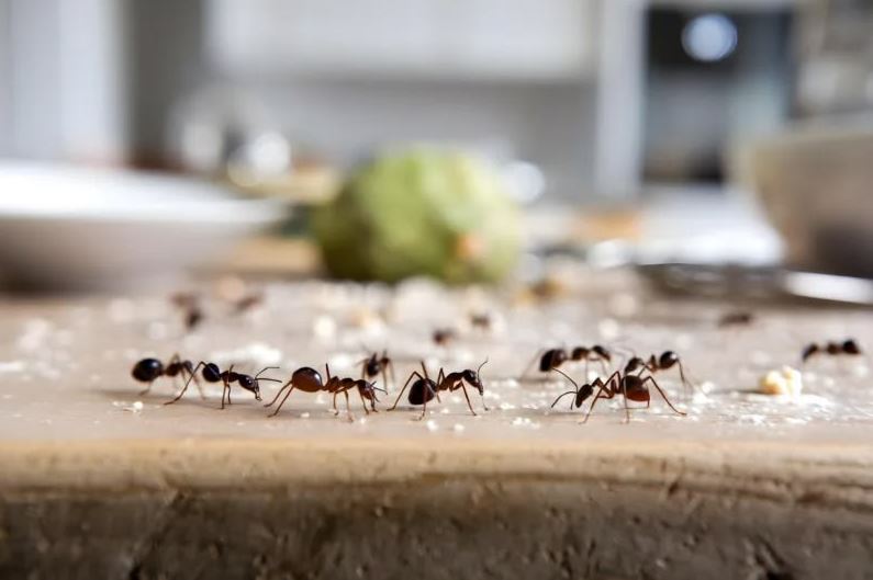 Insect Removal